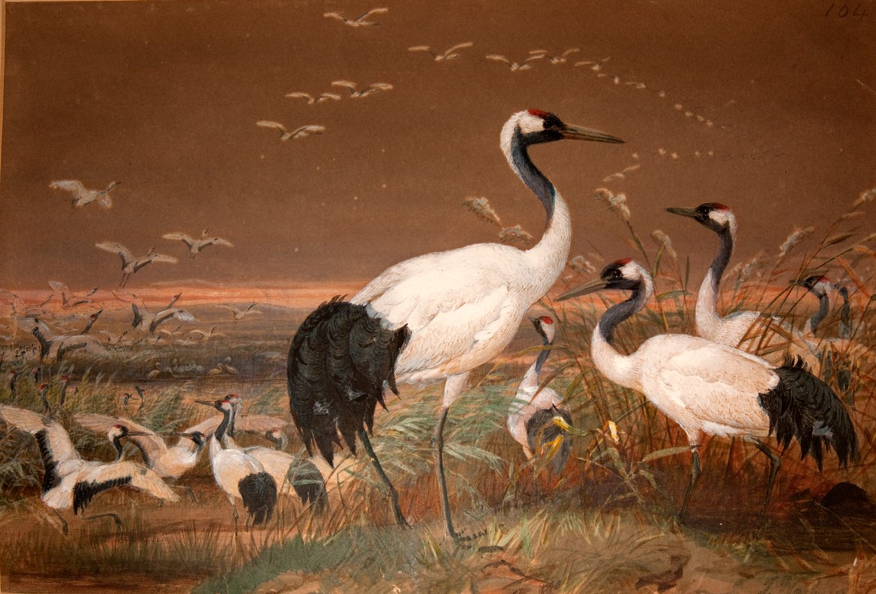 Manchurian Crane (Grus viridirostris), c.1851-76 (wc och penna på papper) av Joseph Wolf