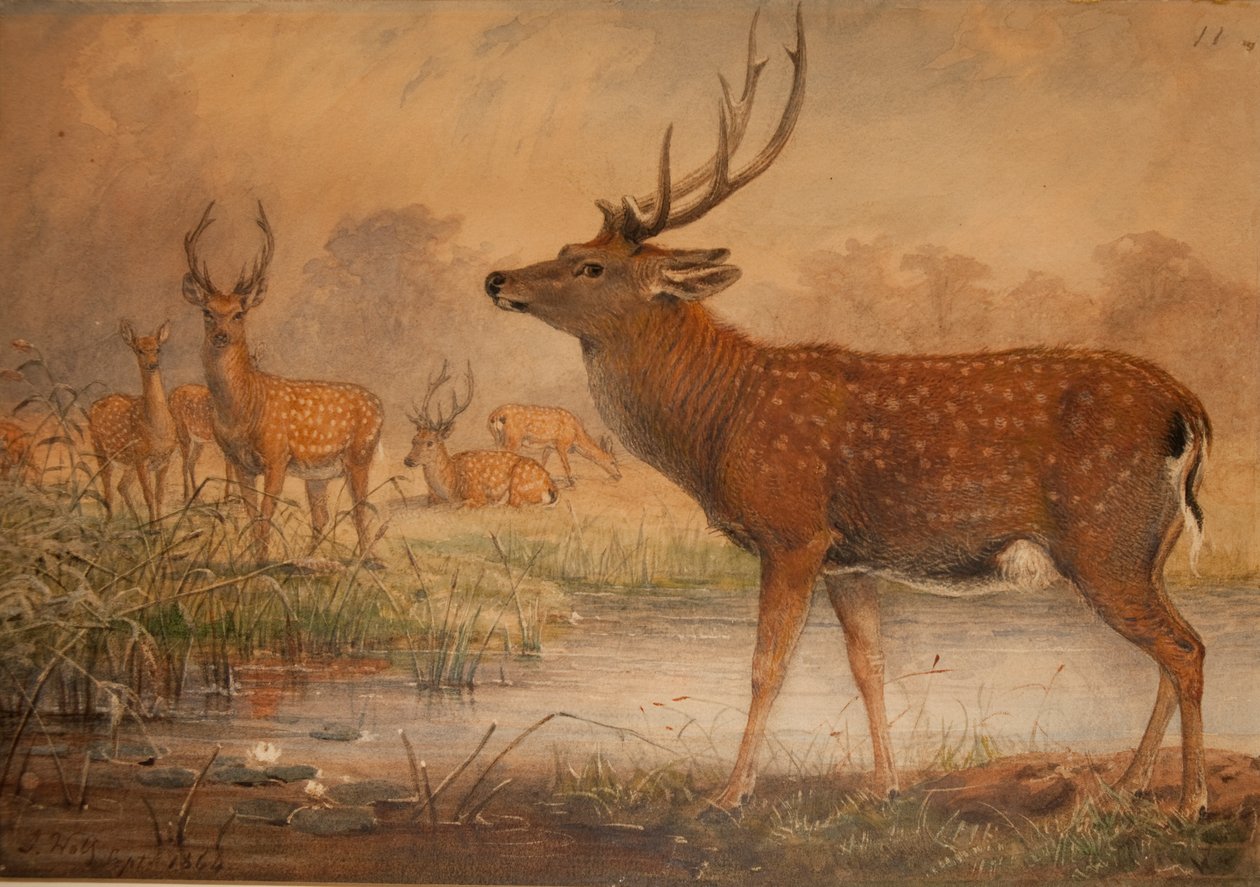 Manchurian Deer av Joseph Wolf