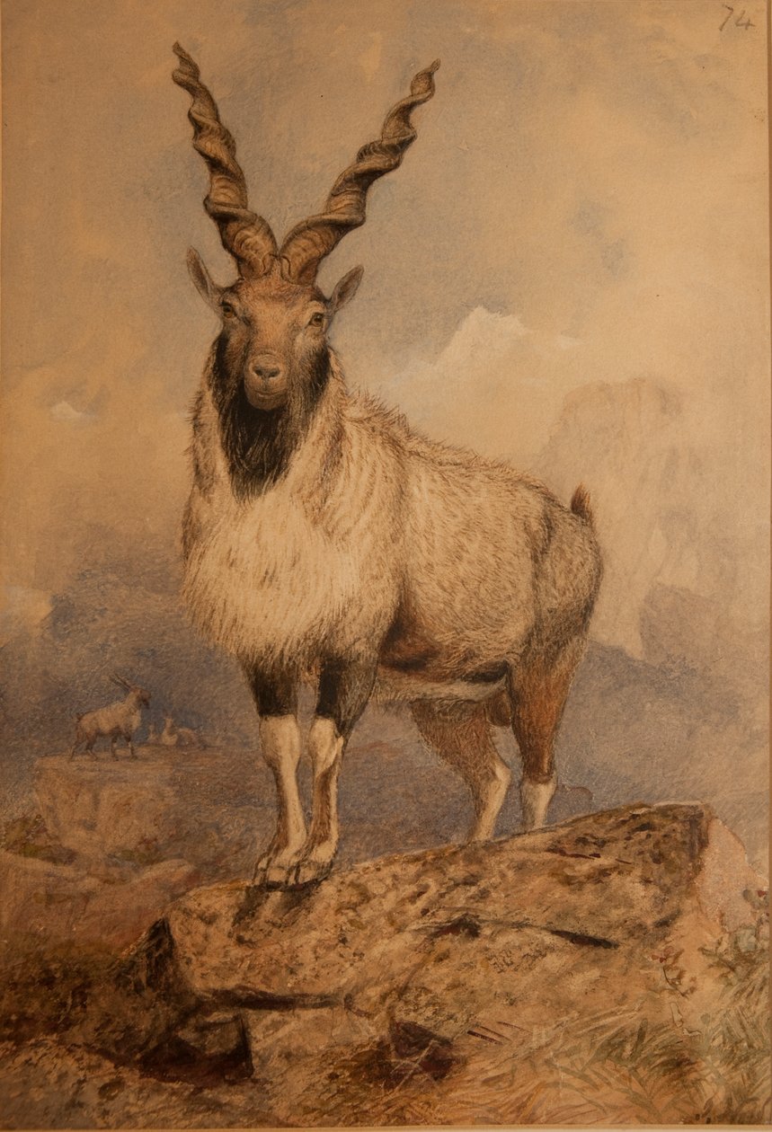 Markhoor av Joseph Wolf