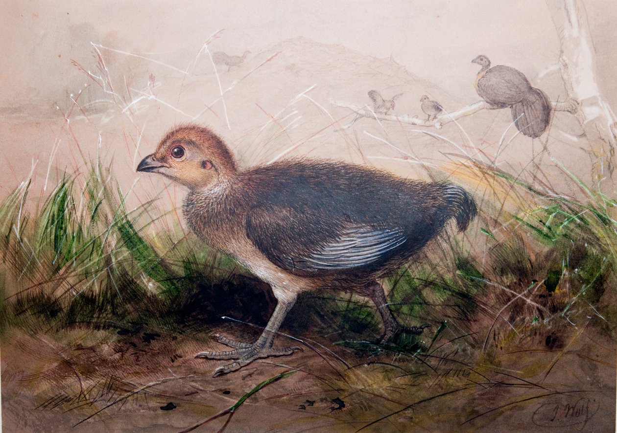 Megapoder, ca 1850 av Joseph Wolf