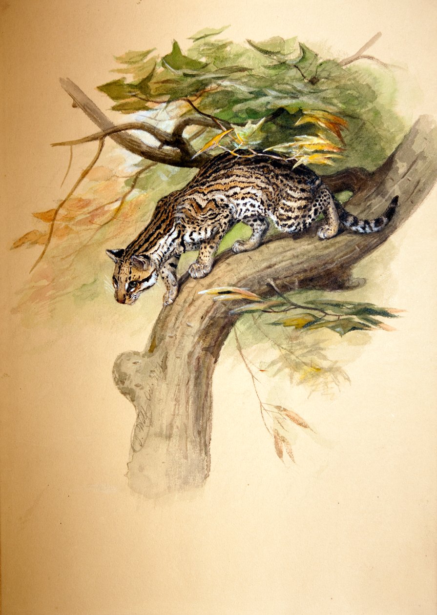 Ocelot, 1851 av Joseph Wolf