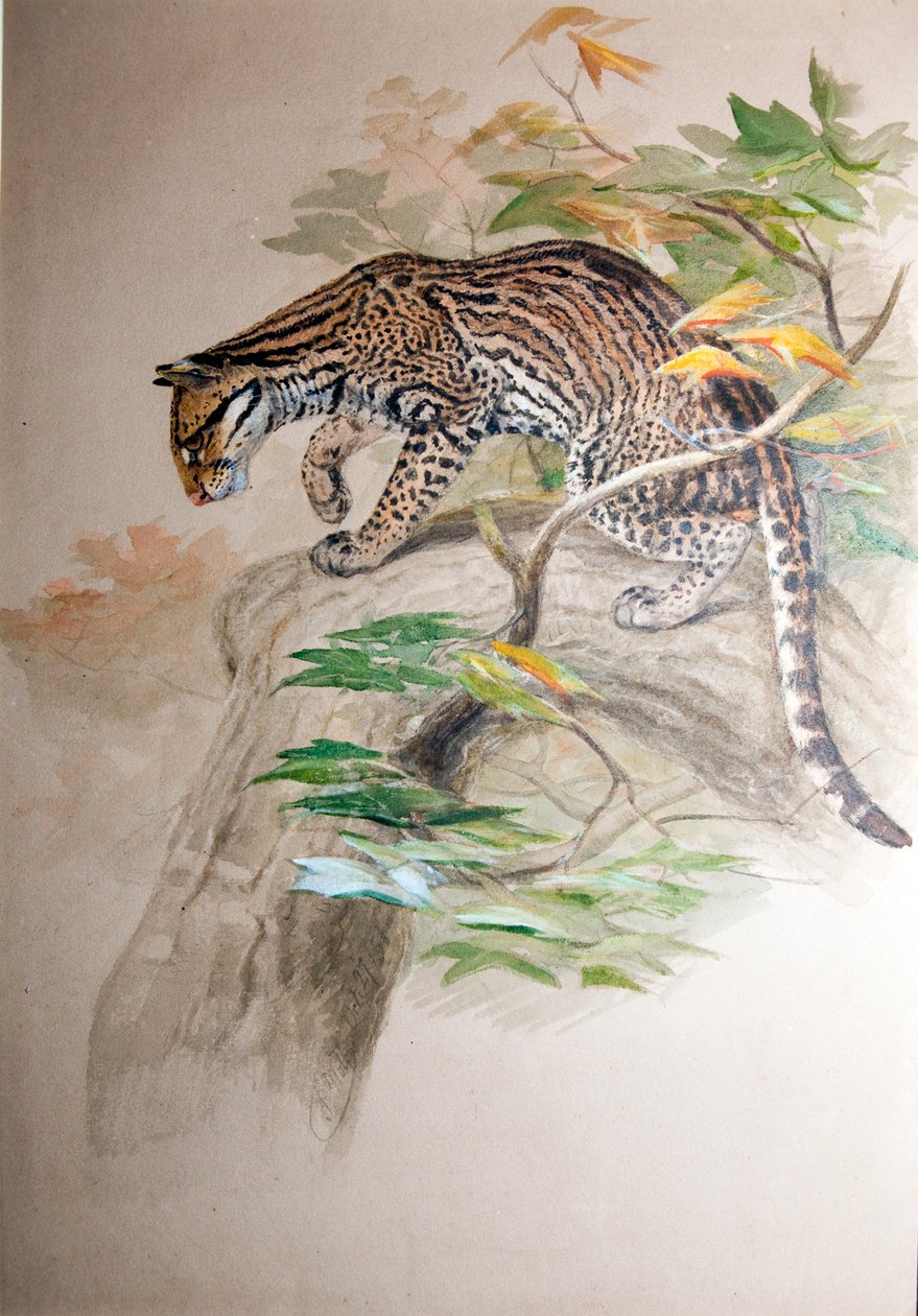 Ocelot, 1851-52 av Joseph Wolf