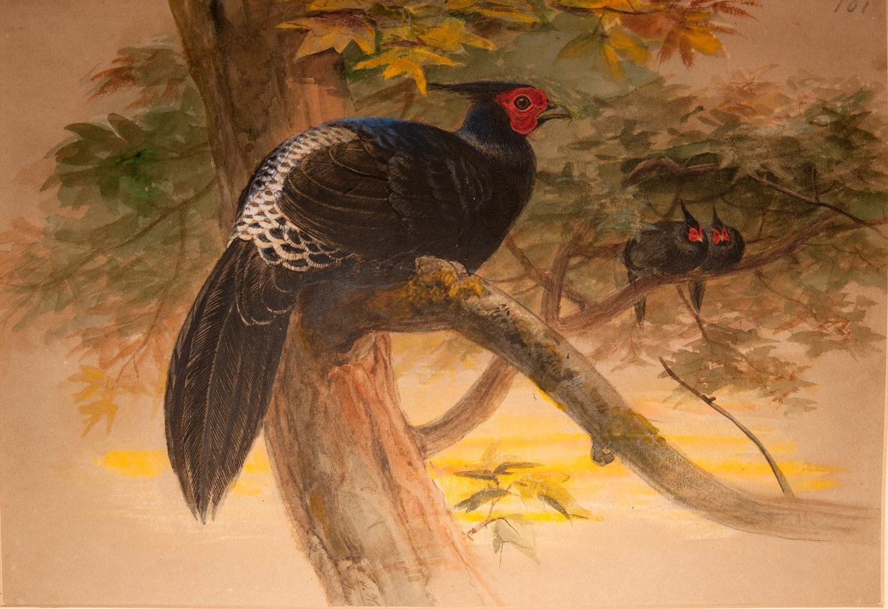 Purple Kaleege (Euplocamus horsfieldi), c.1851-76 (wc och penna på papper) av Joseph Wolf