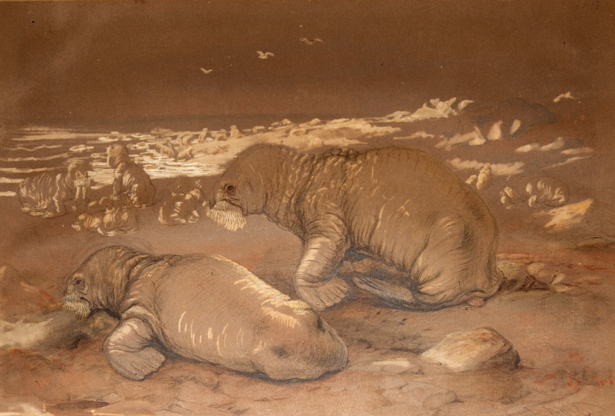 Valross - Tricherchus rosmarus av Joseph Wolf
