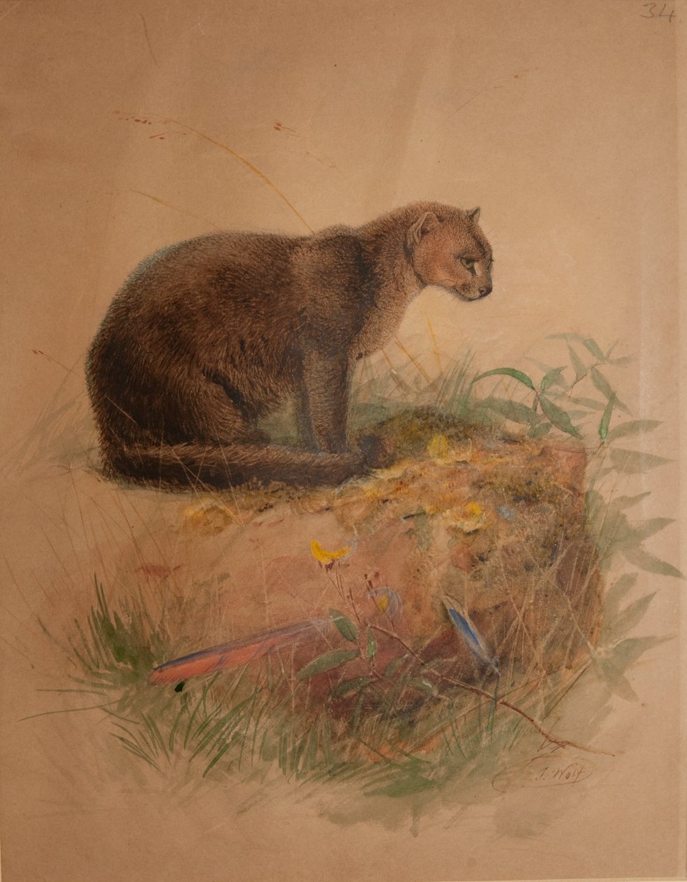 Yaguarundi Cat (Puma yaguarundi) av Joseph Wolf