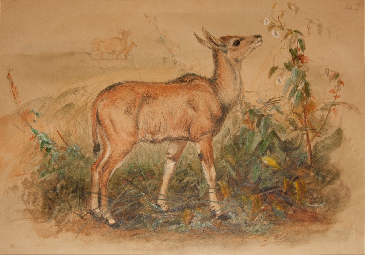 Unga Eland av Joseph Wolf