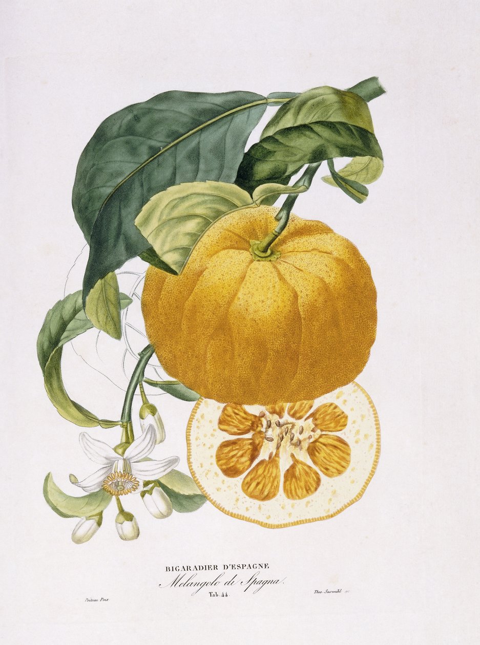 Natural History of Orange Trees, 1818-20 av Joseph Antoine Risso