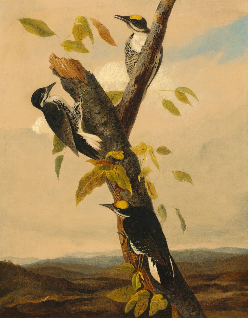 Svartryggig tretåig hackspett, 18311833. av Joseph Bartholomew Kidd