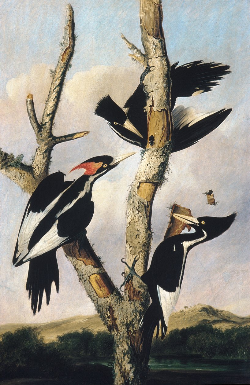 Elfenbensnäbbade hackspettar, ca 1830-31 av Joseph Bartholomew Kidd