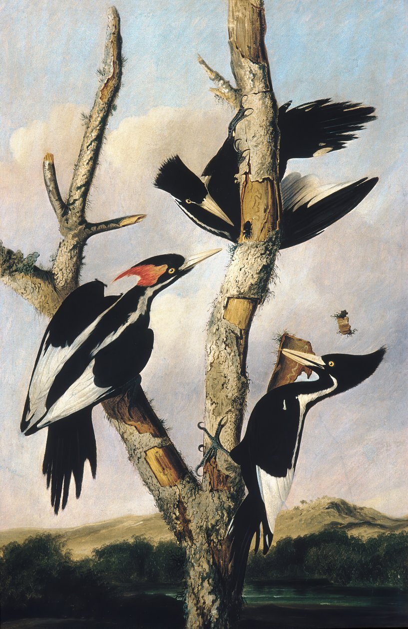 Elfenbensnäbbad hackspett, ca. 1830-31. av Joseph Bartholomew Kidd