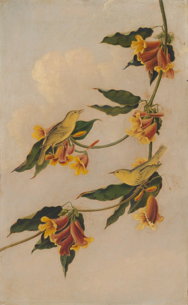 Gul sångare, 1830-1833. av Joseph Bartholomew Kidd