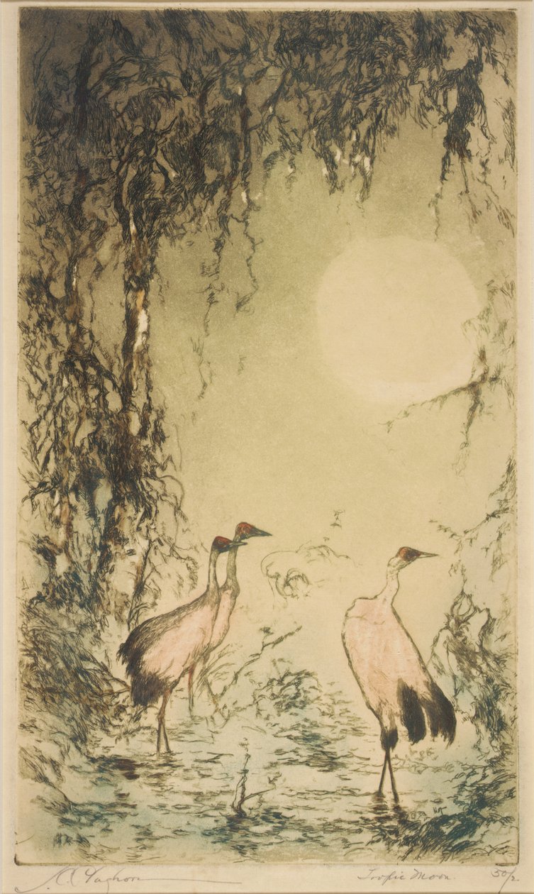 Tropiska månen av Joseph C. Claghorn