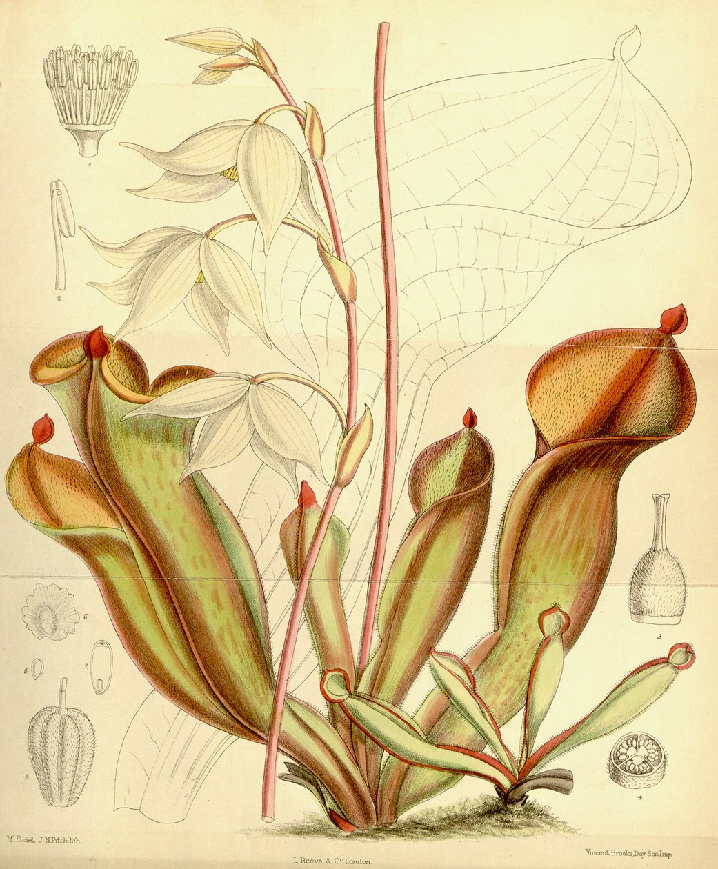 Heliamphora nutans. 1890 av Joseph Dalton Hooker