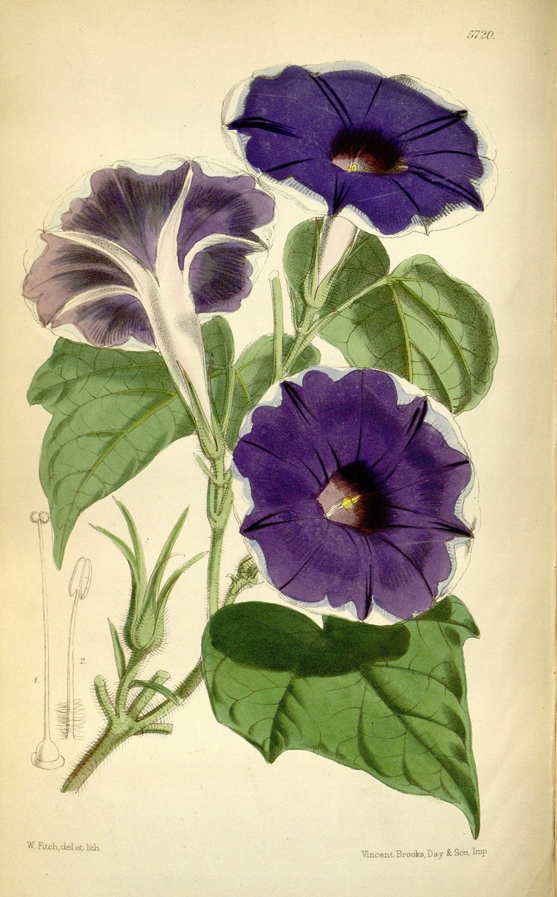 Ipomoea noll, 1868 av Joseph Dalton Hooker
