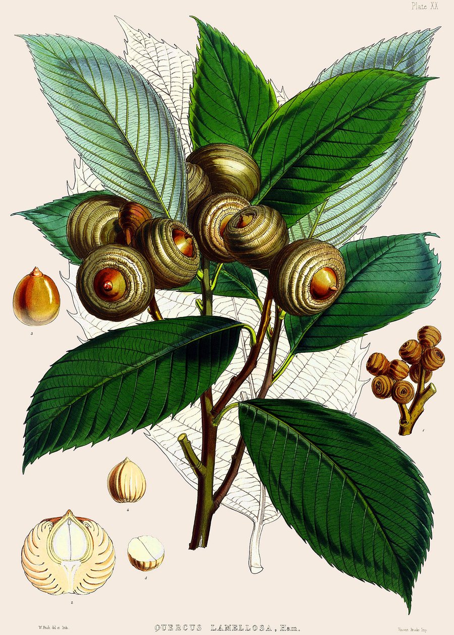 Quercus lamellosa, 1890 av Joseph Dalton Hooker
