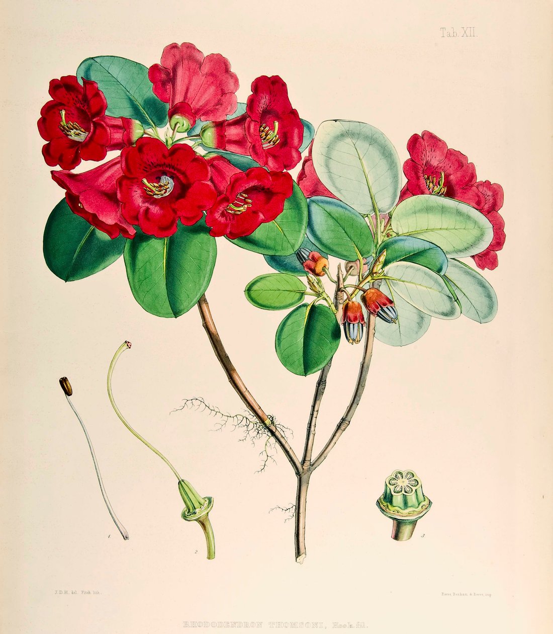 Rhododendron thomsonii, 1895 av Joseph Dalton Hooker