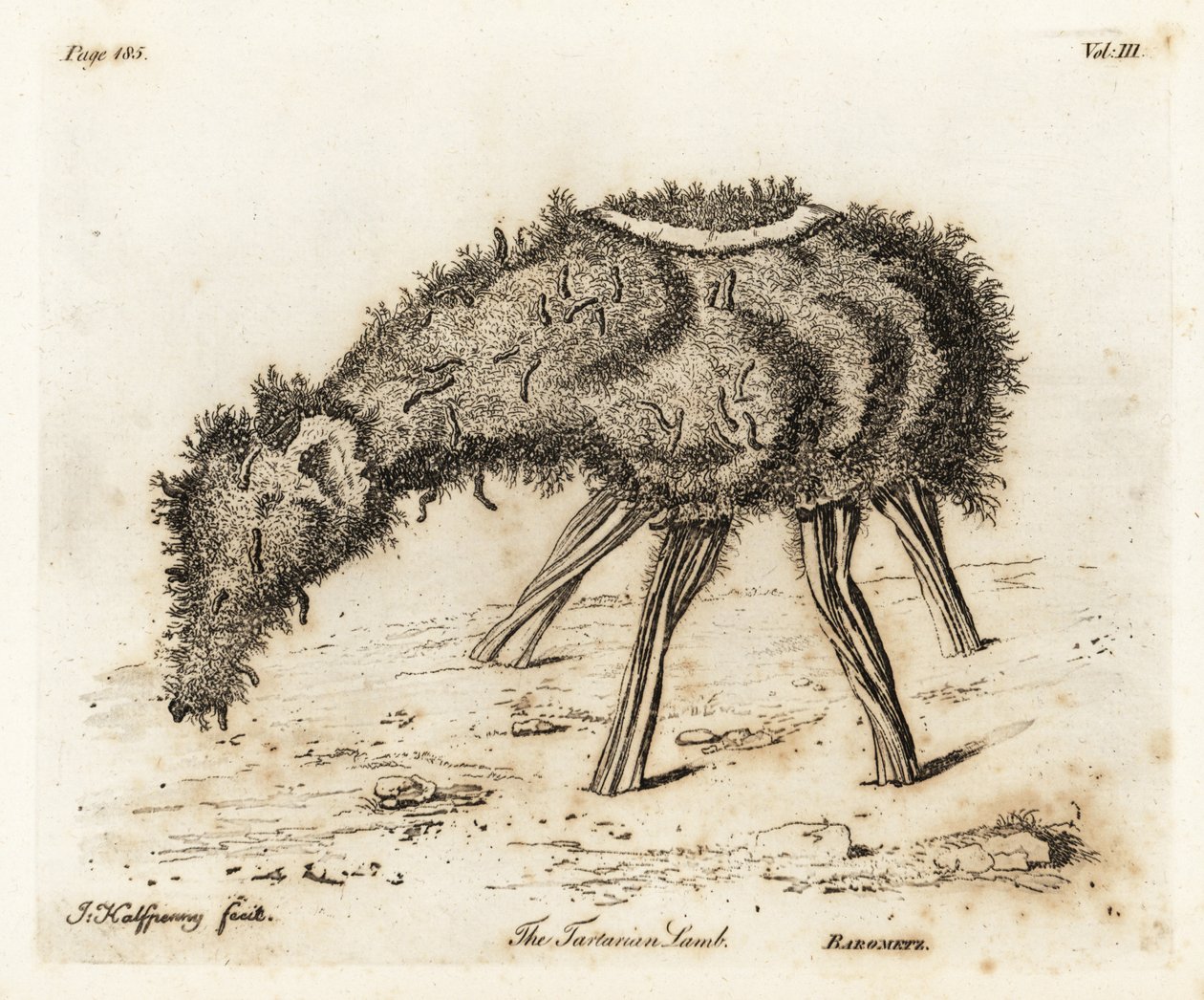Grönsakslammet av Tartary. av Joseph Halfpenny