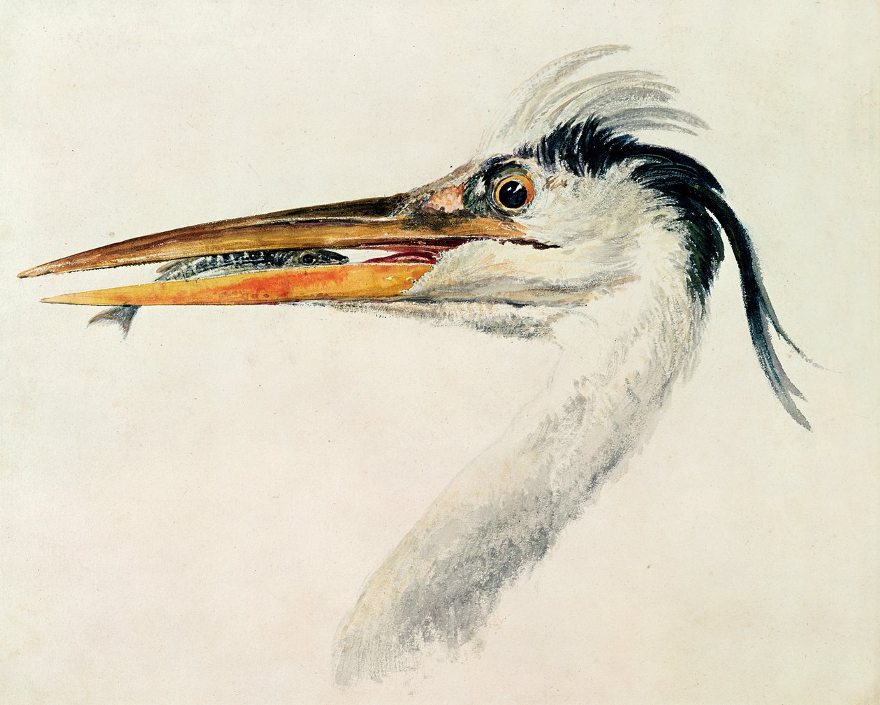 Häger med en fisk av Joseph Mallord William Turner