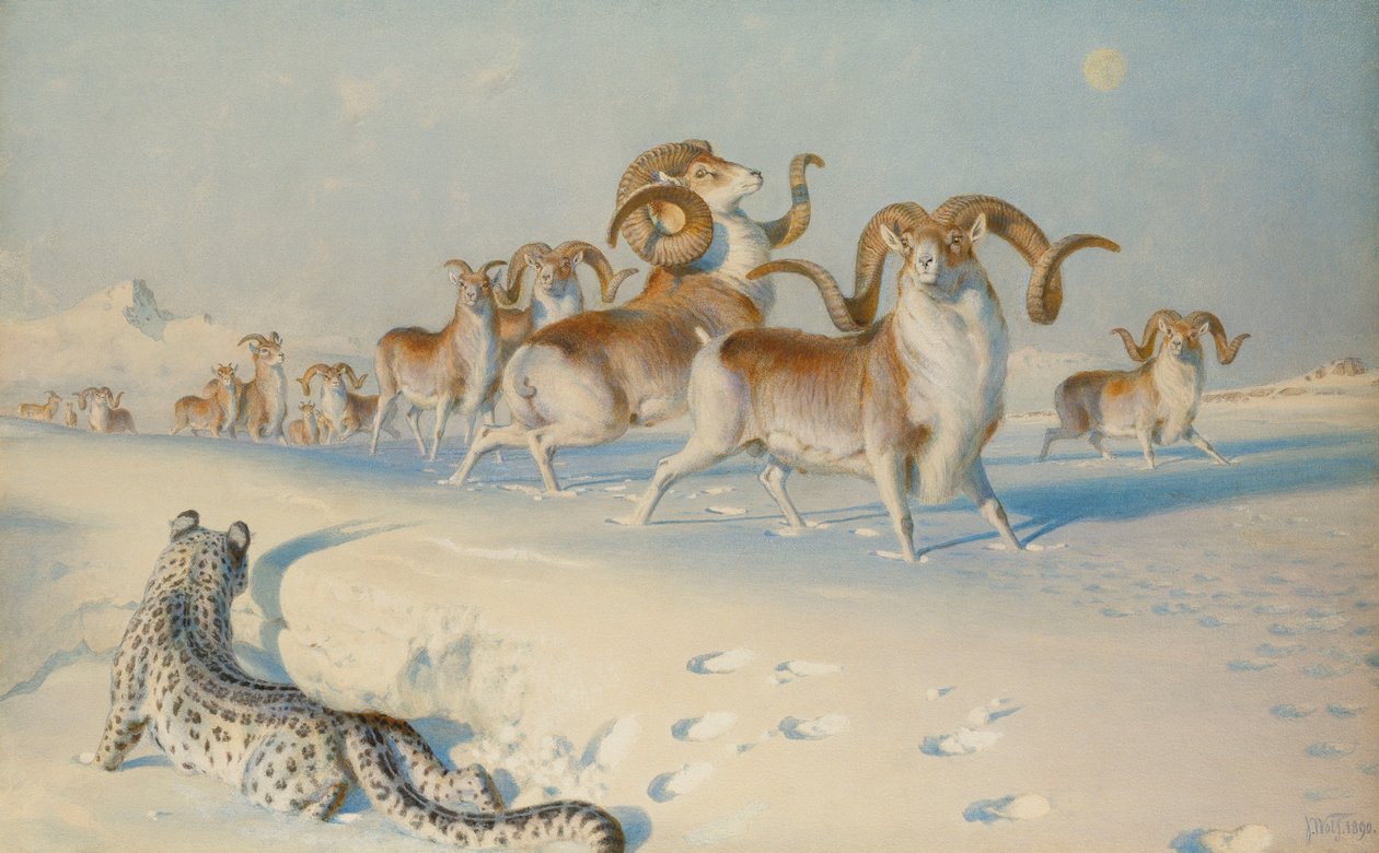 En snöleopard som förföljer Ovis Poli, av Joseph Wolf