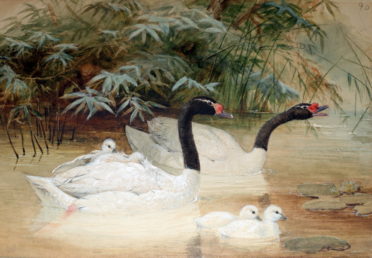 Svarthalsad svan (Cygnus nigricollis), 1852-54 av Joseph Wolf