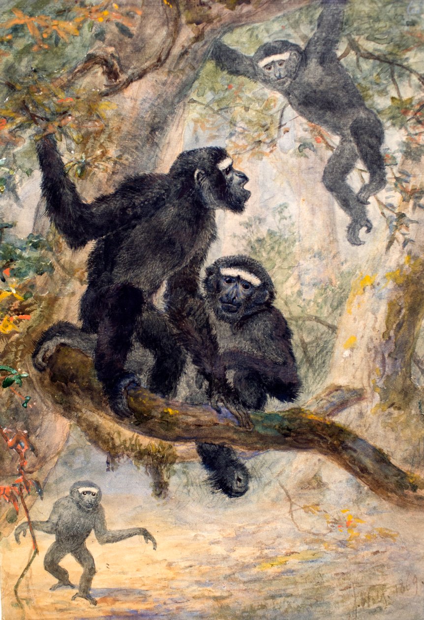 Hoolocks Gibbon, 1869 av Joseph Wolf