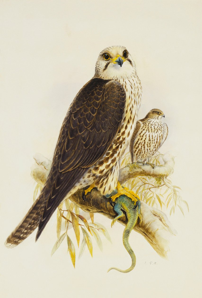Saker Falcon, av Joseph Wolf