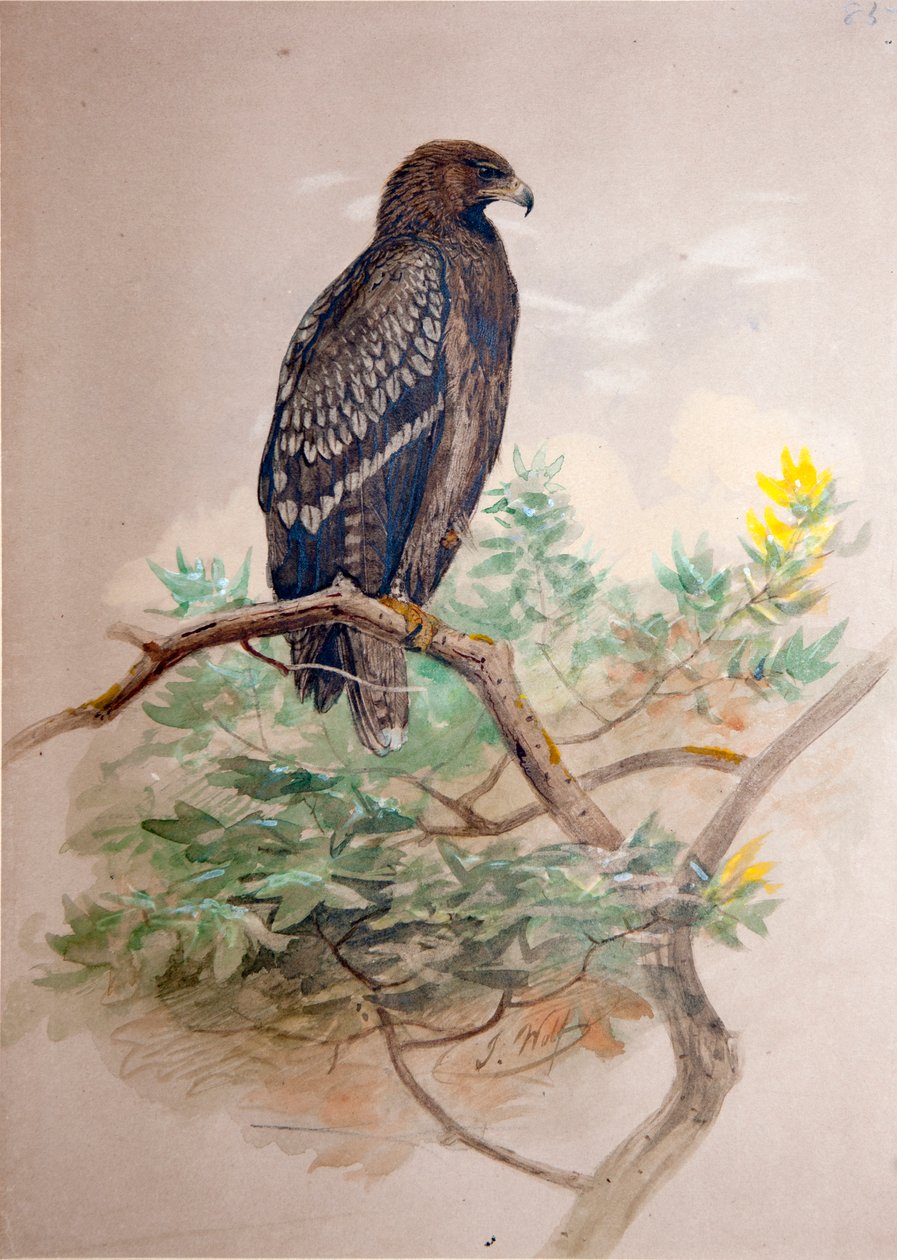 Fläckörn (Aquila clanga), 1856-67 av Joseph Wolf