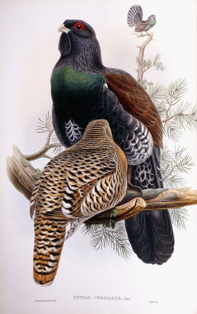 Wood Grouse av Joseph Wolf