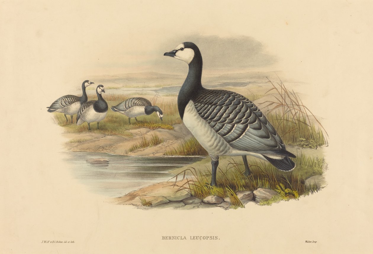 Havsmörgås (Bernicla Leucopsis) av Joseph Wolf and H.C. Richter