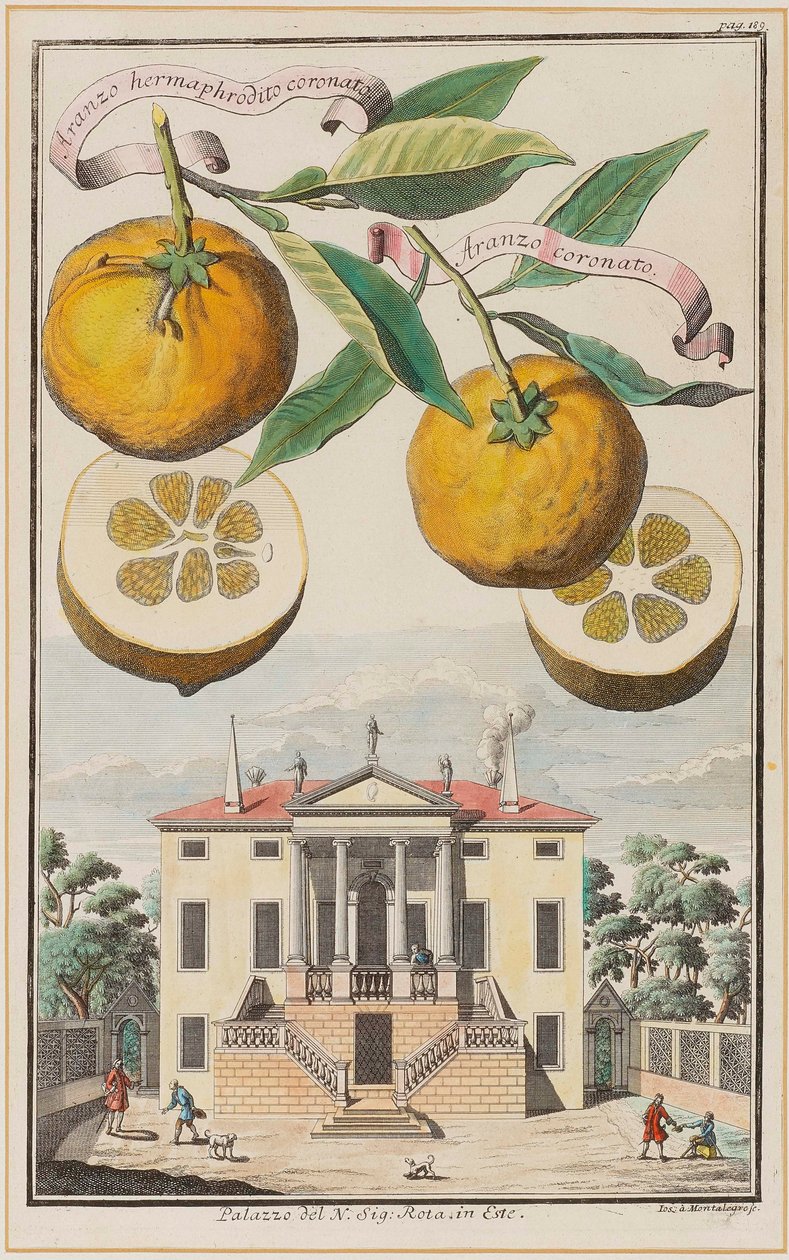 Krönt Hermafrodit Aranzo. av Joseph de Montalegre