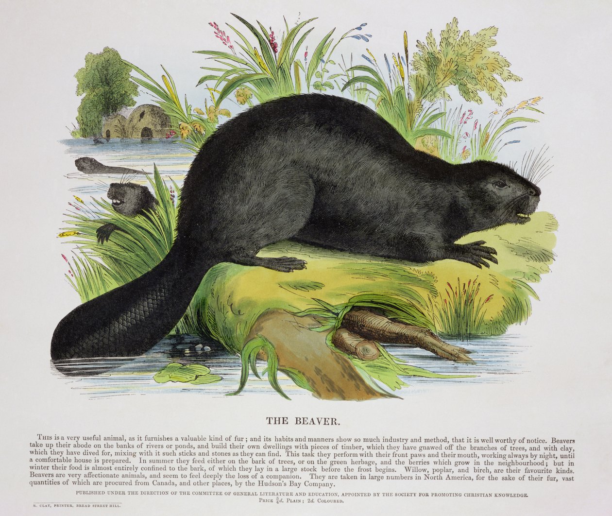 The Beaver, pedagogisk illustrationspub. av Society for Promoting Christian Knowledge, 1843 (akvatint) av Josiah Wood Whymper