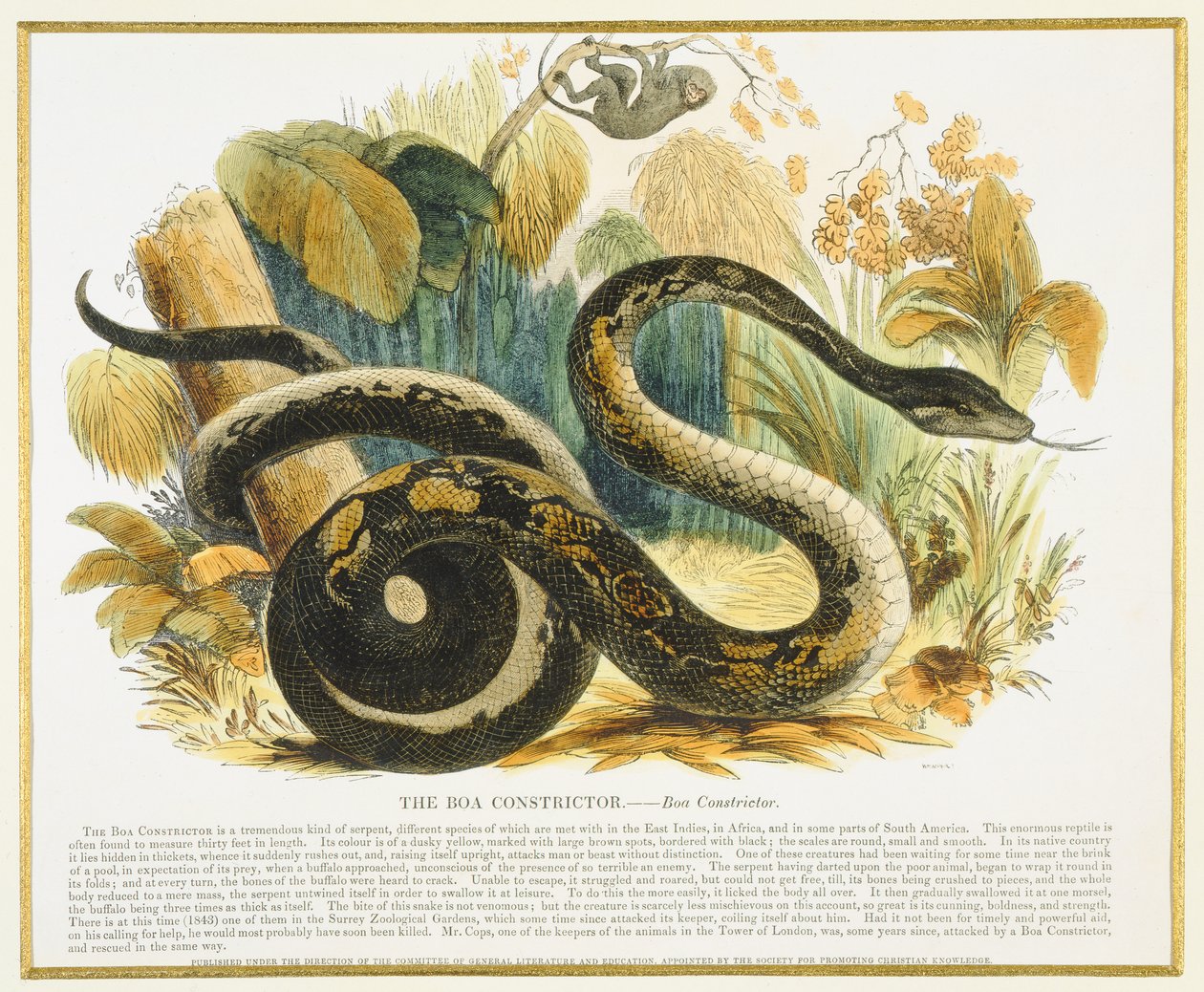The Boa Constrictor, pedagogisk illustrationspub. av Society for Promoting Christian Knowledge, 1843 (akvatint) av Josiah Wood Whymper