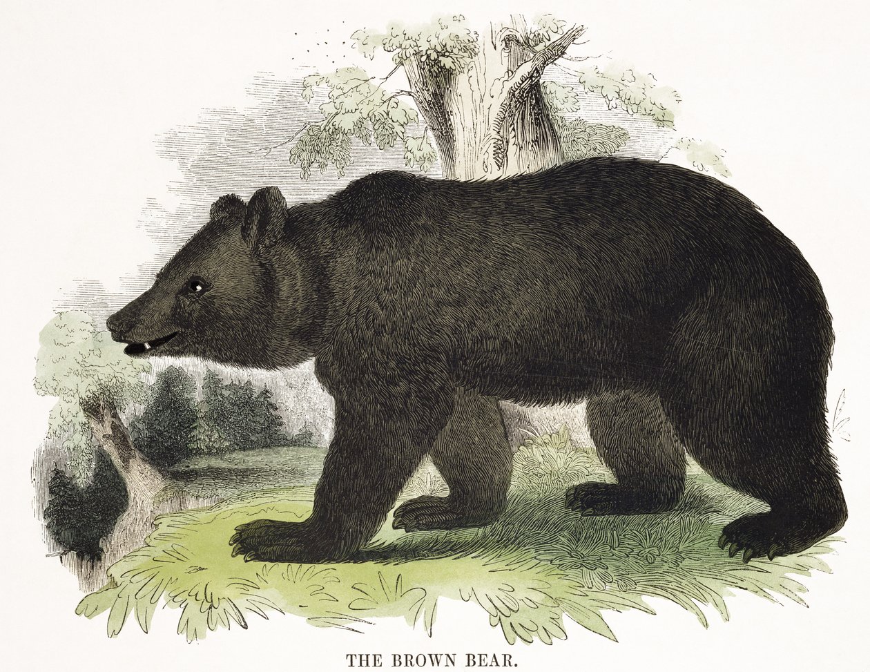 Brunbjörnen, pedagogisk illustrationspub. av Society for Promoting Christian Knowledge, 1843 (akvatint) av Josiah Wood Whymper