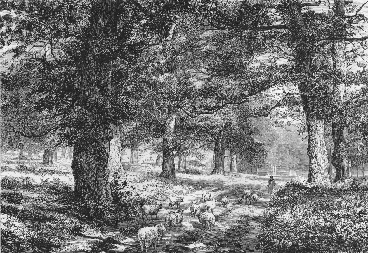 I Sherwood Forest, c1875. av Josiah Wood Whymper