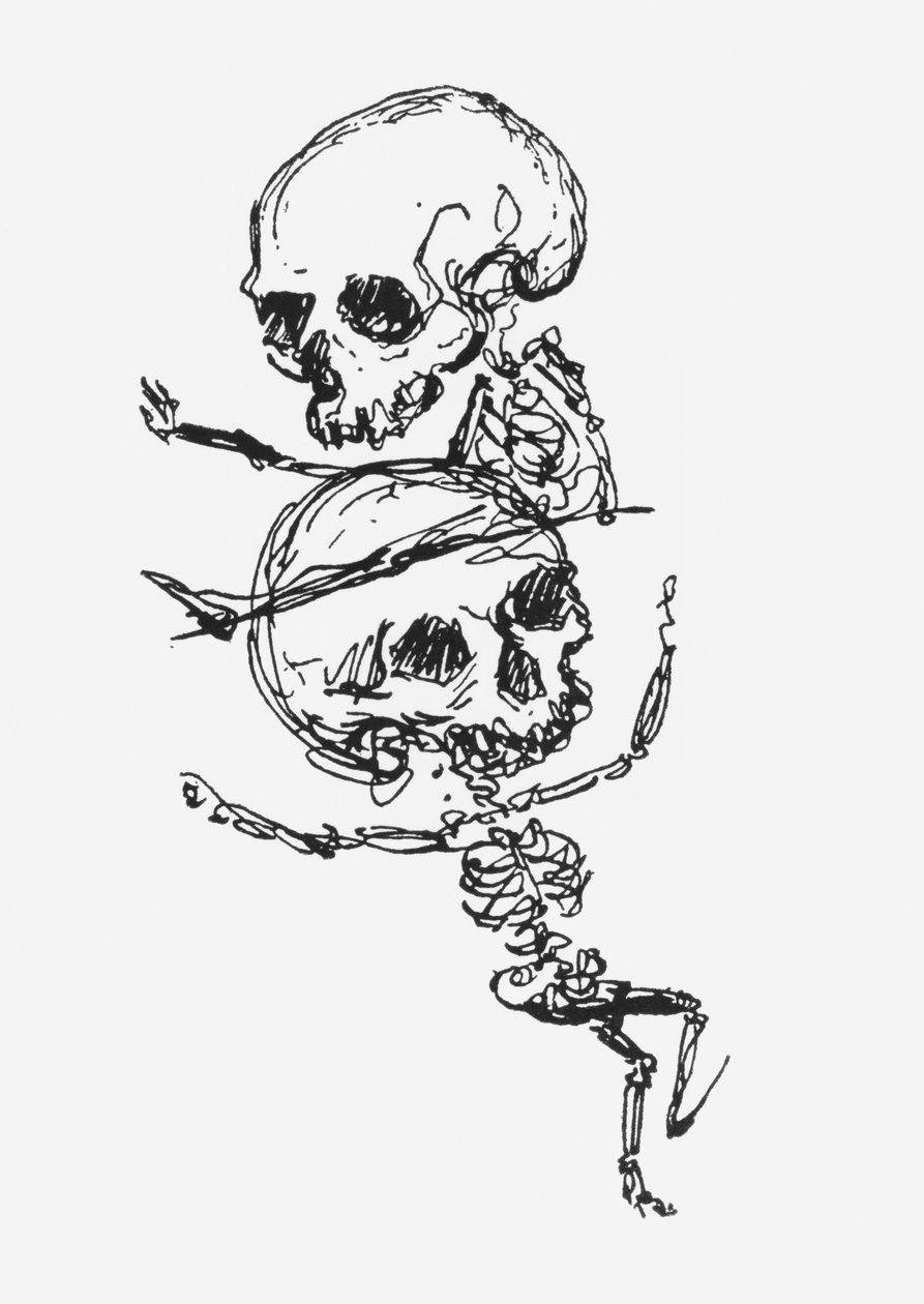 Skelett, illustration från 