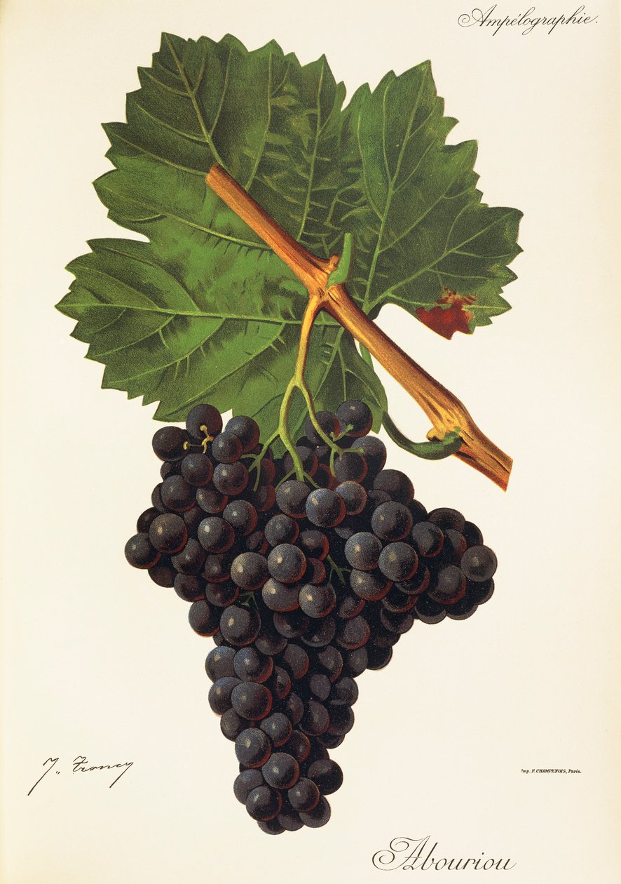 Albouriondruva av J. Troncy av Jules Troncy