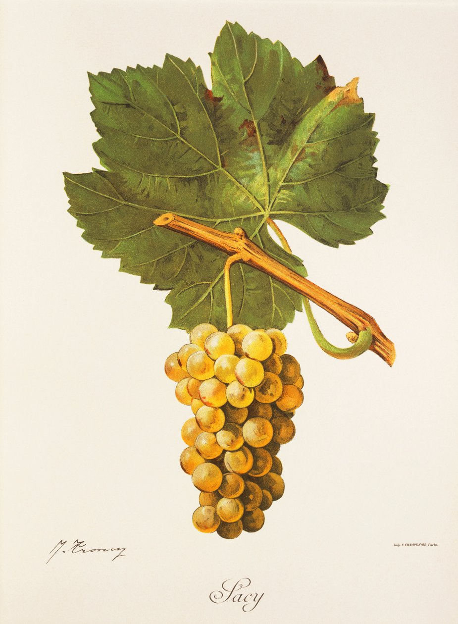 Albourla druva av J. Troncy av Jules Troncy