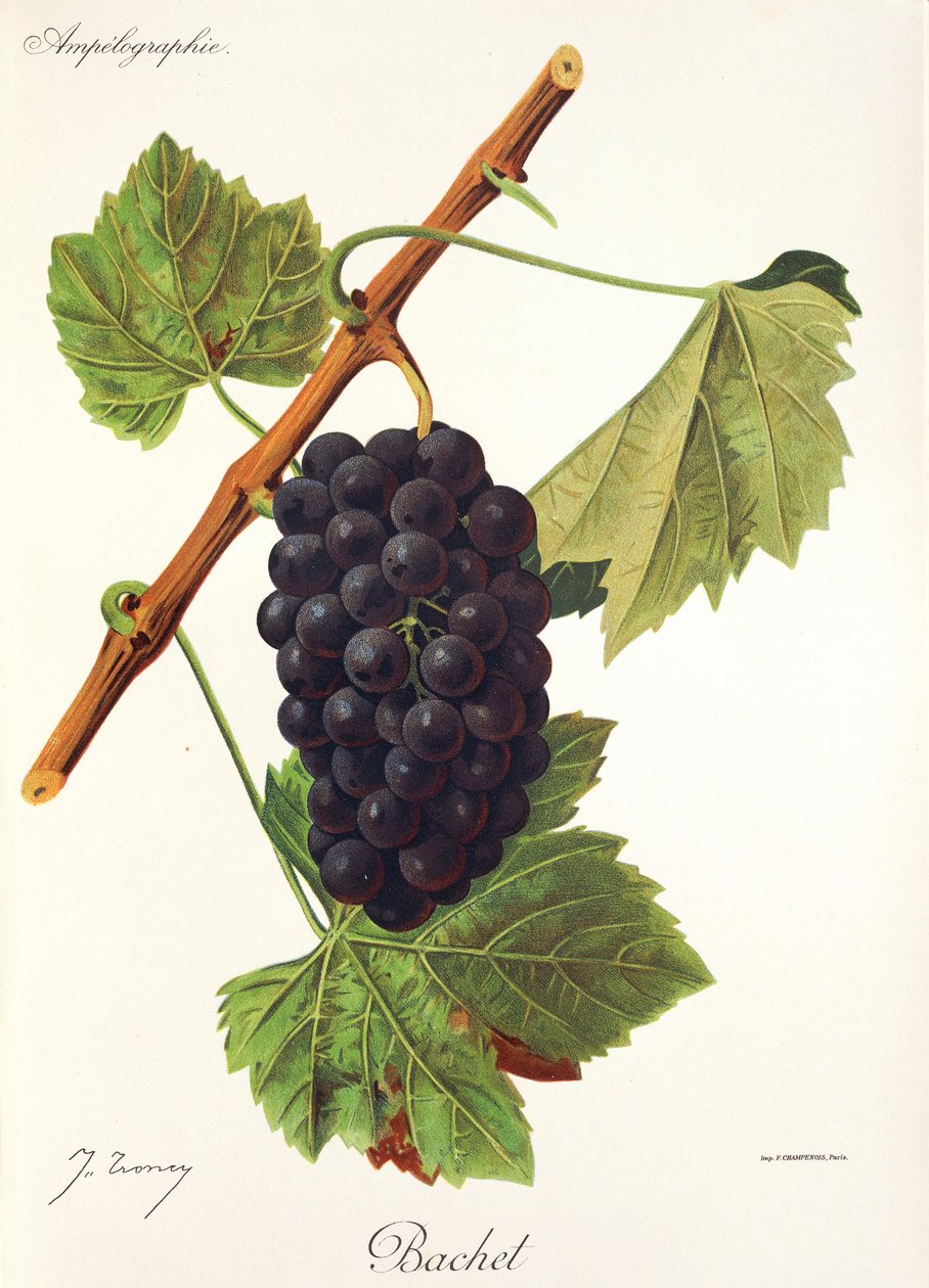 Bachet druva av J. Troncy av Jules Troncy