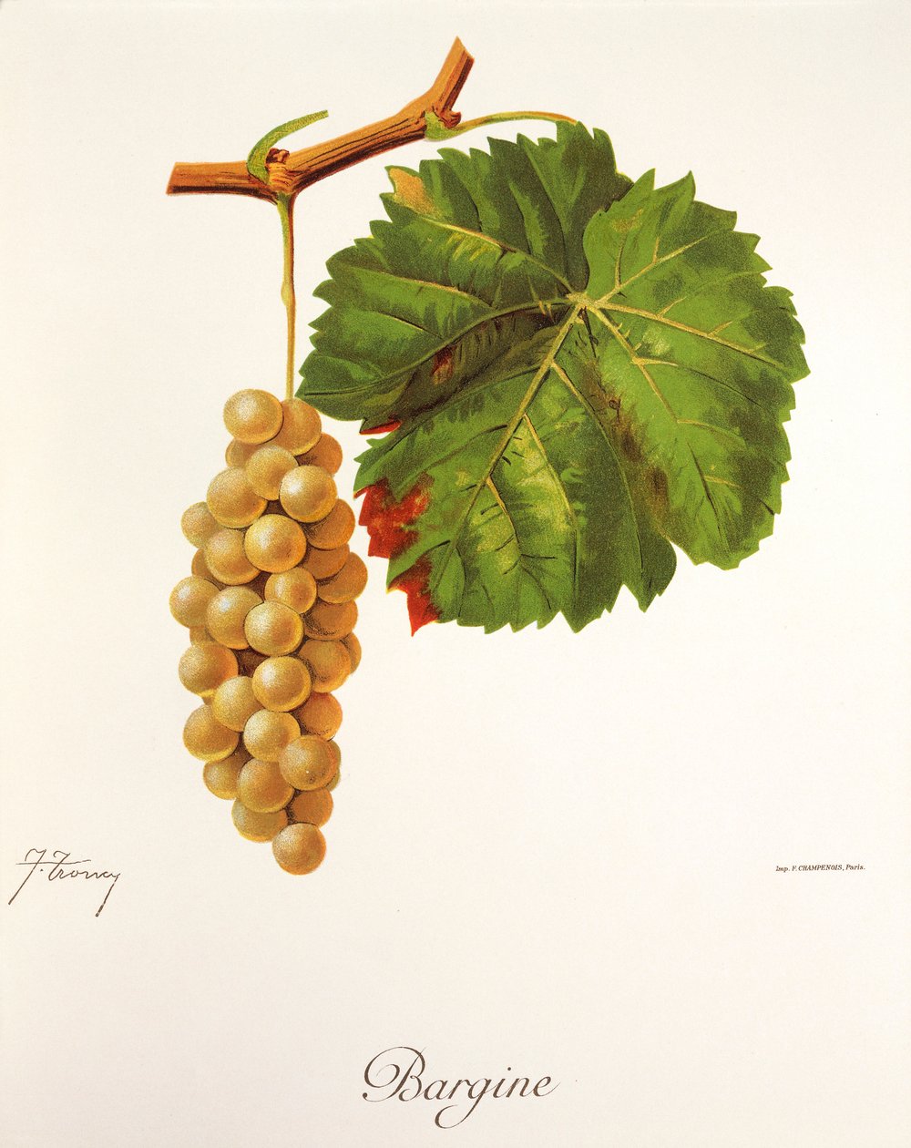 Bargine druva av J. Troncy av Jules Troncy