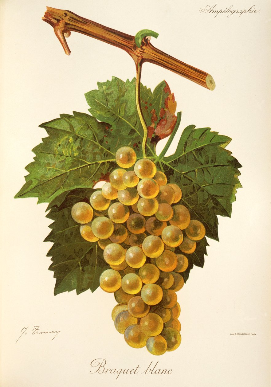 Braquet Blanc druva av J. Trncy av Jules Troncy