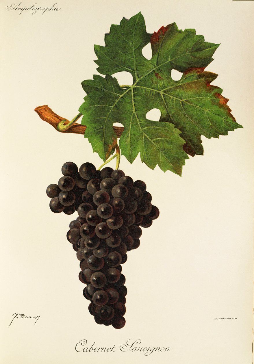 Cabernet Sauvignon druva av J. Troncy av Jules Troncy