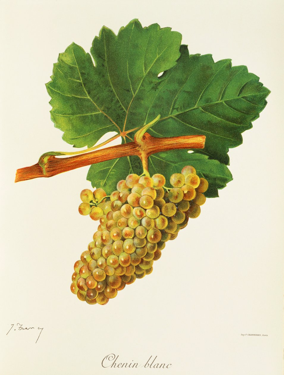 Chenin Blanc druva av J. Troncy av Jules Troncy