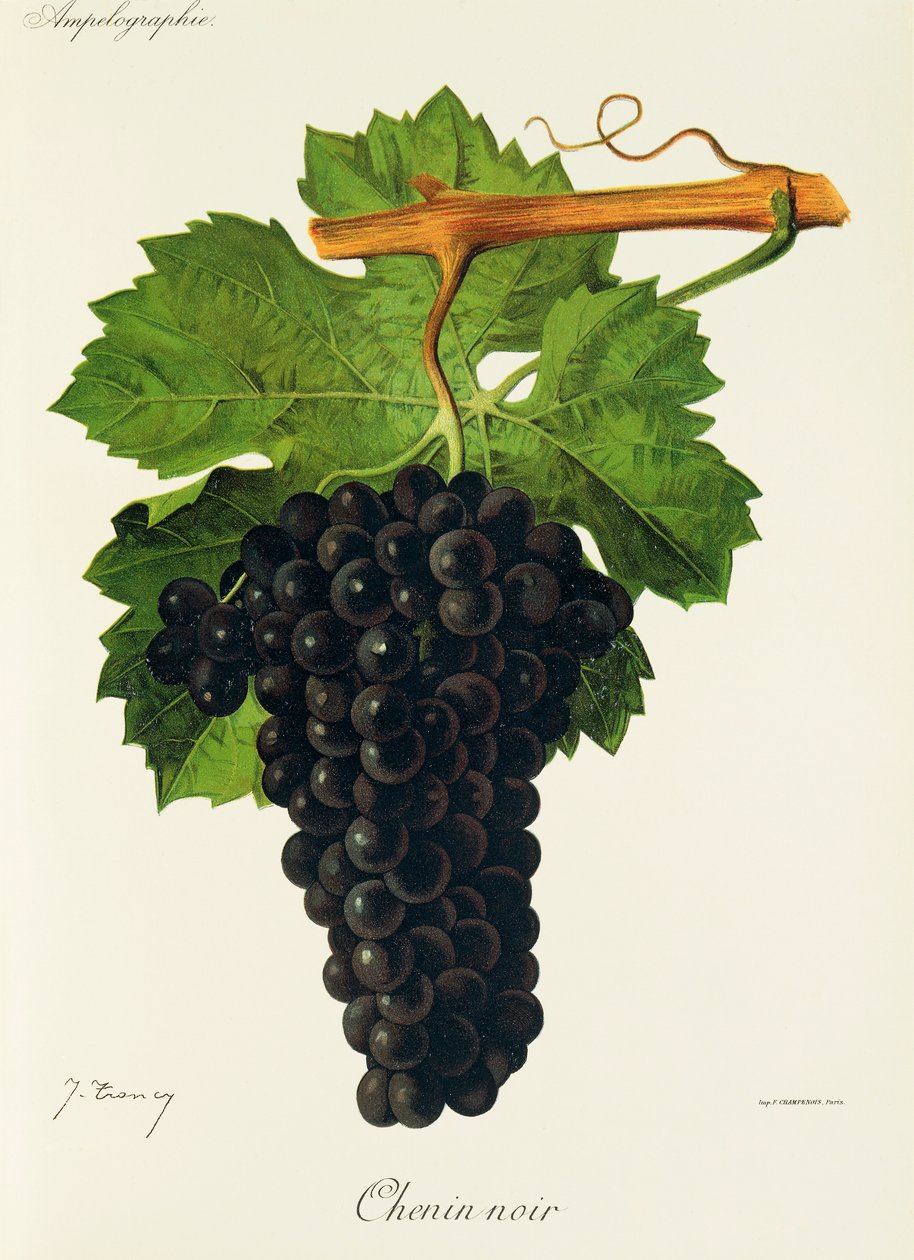 Chenin Noir druva av J. Troncy av Jules Troncy