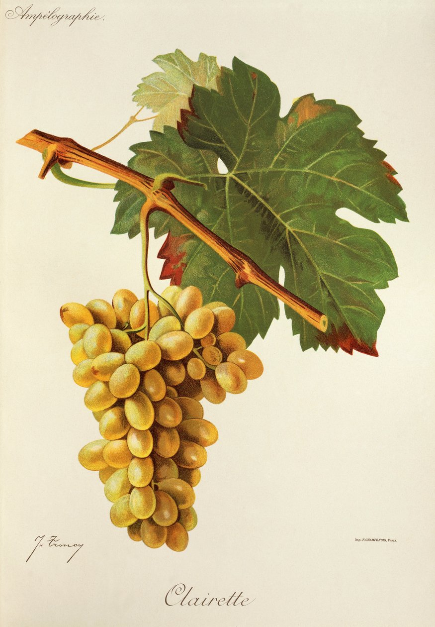 Clairette druva av J. Troncy av Jules Troncy