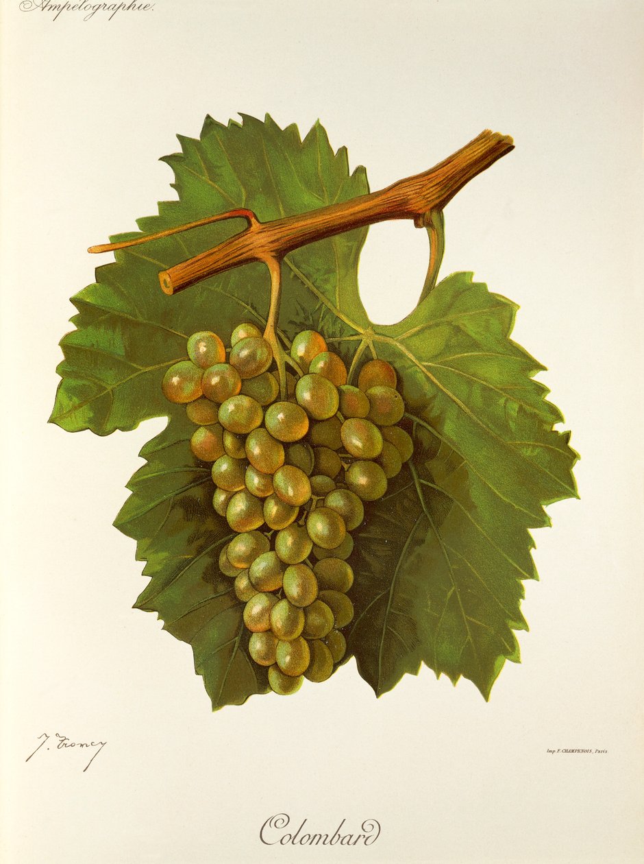 Colombarddruva av J. Troncy av Jules Troncy