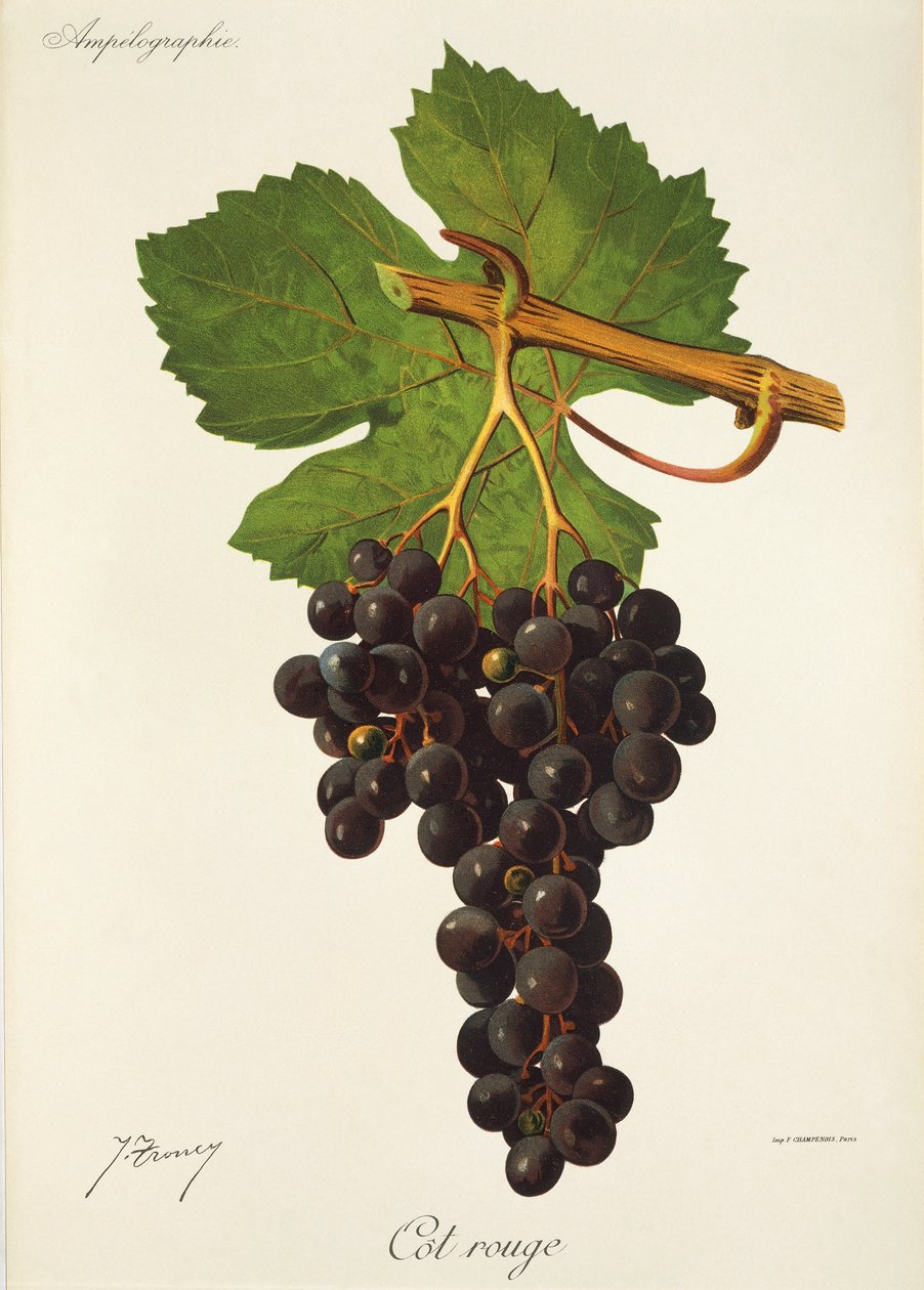 Cot Rouge druva av J. Troncy av Jules Troncy