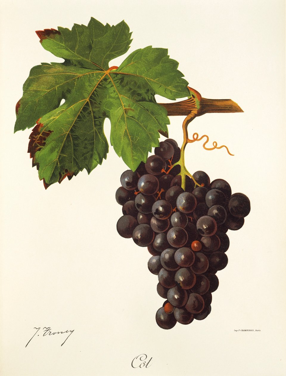 Cot druva av J. Troncy av Jules Troncy