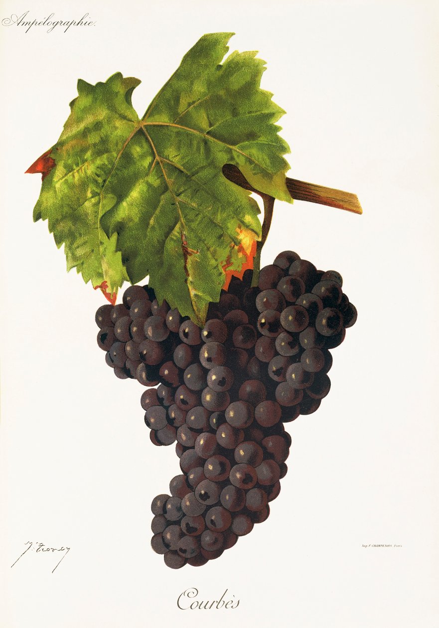 Courbes druva av J. Troncy av Jules Troncy