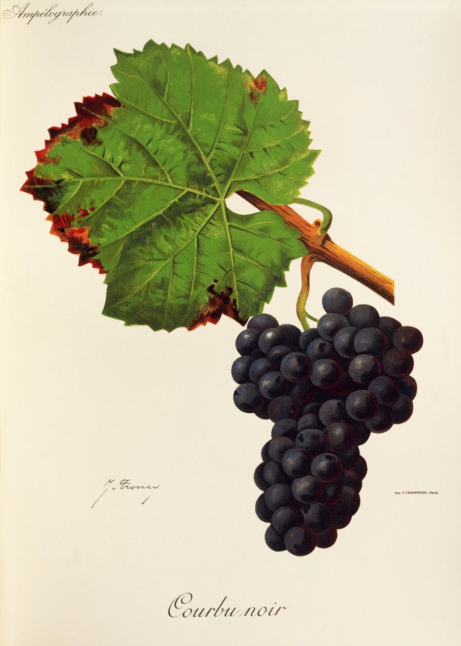 Courbu Black druva av J. Troncy av Jules Troncy