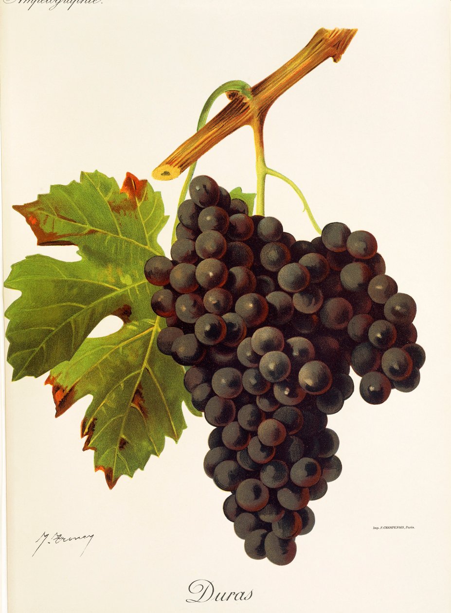 Duras druva av J. Troncy av Jules Troncy